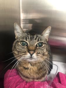 Centro Veterinário Pet Care - Pacaembu em Pacaembu