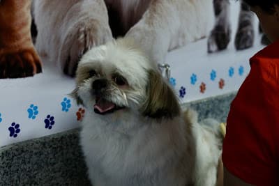 Hiro Pets: Banho e Tosa, Pet Shop, Creche e Hotel para Cães na Vila da Saúde em Saúde