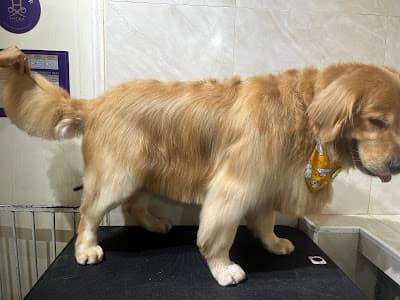 Lord Billy Petshop em São Paulo