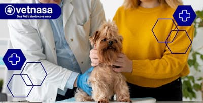 Acupuntura Veterinária Domiciliar em Pinheiros