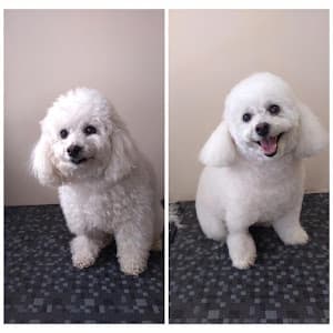 Vet União: Clínica Veterinária na Vila Mariana em Vila Mariana