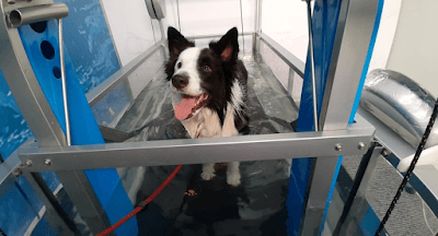 Fisio Care Pet Moema - Fisioterapia, Ortopedia, Neurologia, Ozonioterapia e Acupuntura Veterinária em Moema