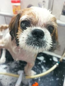 Ame Pet Shop Cães & Gatos em Lapa